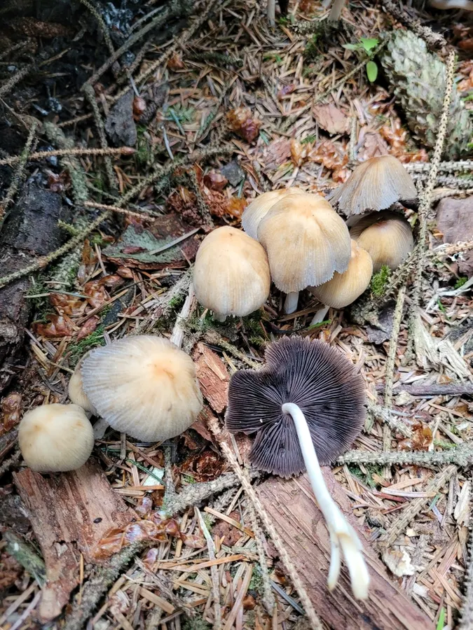 Dokumentasi Coprinellus saccharinus — Fotografi