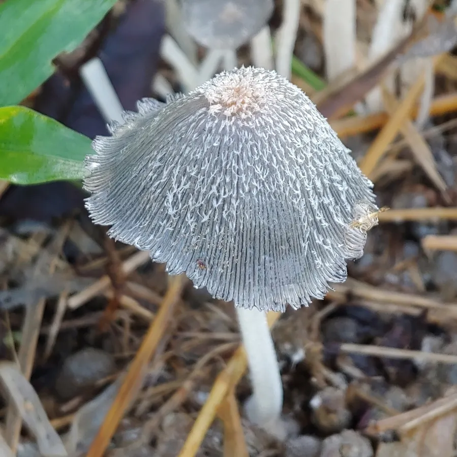 Dokumentasi Coprinopsis cinerea — Fotografi