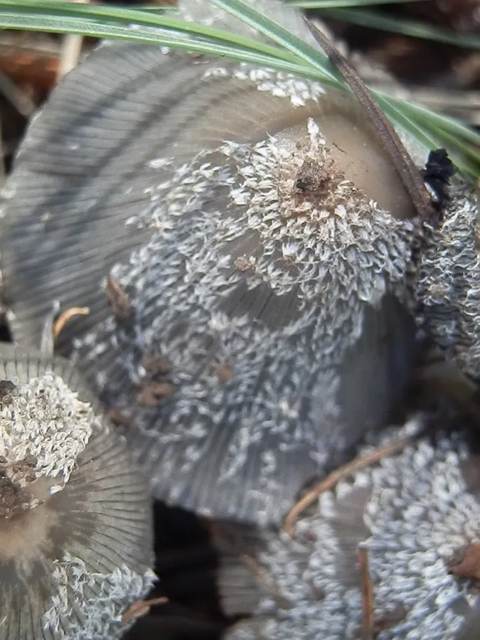 Dokumentasi Coprinopsis jonesii — Fotografi