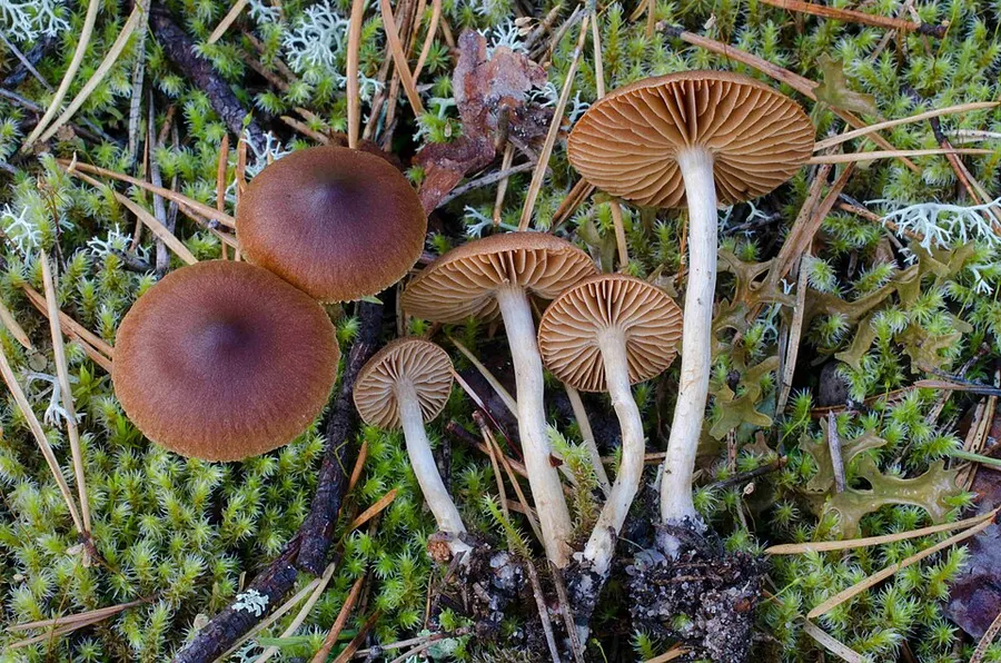 Dokumentasi Cortinarius bayeri — Fotografi