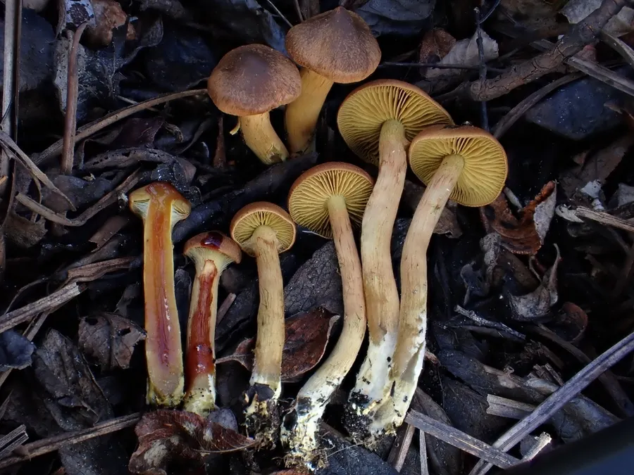 Dokumentasi Cortinarius cinnamomeoluteus — Fotografi