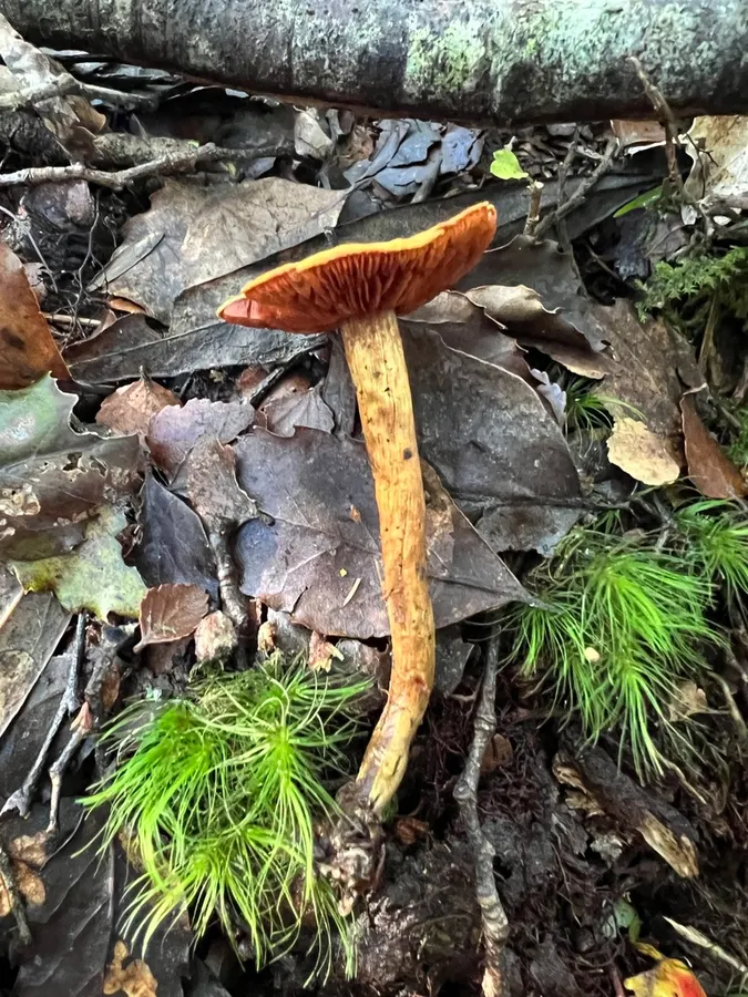 Dokumentasi Cortinarius egmontianus — Fotografi