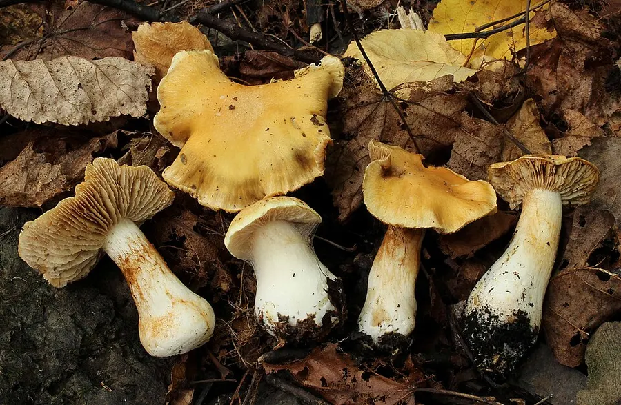 Dokumentasi Cortinarius gracilior — Fotografi