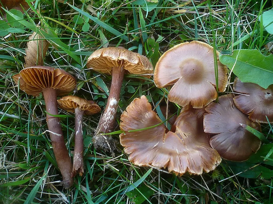 Dokumentasi Cortinarius hinnuleus — Fotografi