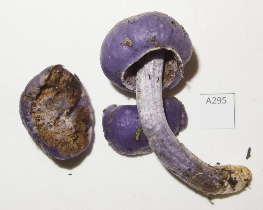 Dokumentasi Cortinarius porphyroideus — Fotografi