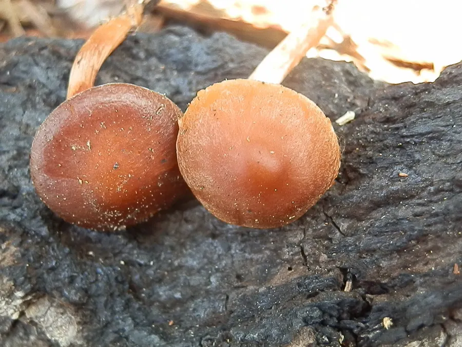 Dokumentasi Crassisporium funariophilum — Fotografi