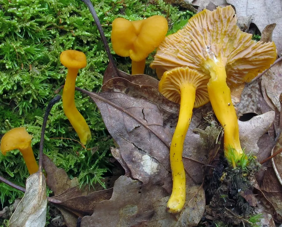Dokumentasi Craterellus ignicolor — Fotografi