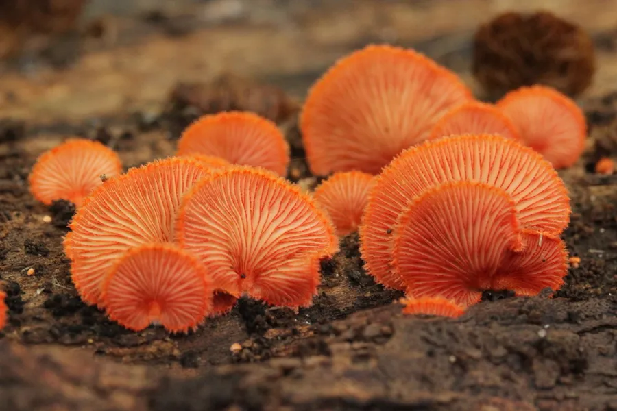 Dokumentasi Crepidotus cinnabarinus — Fotografi