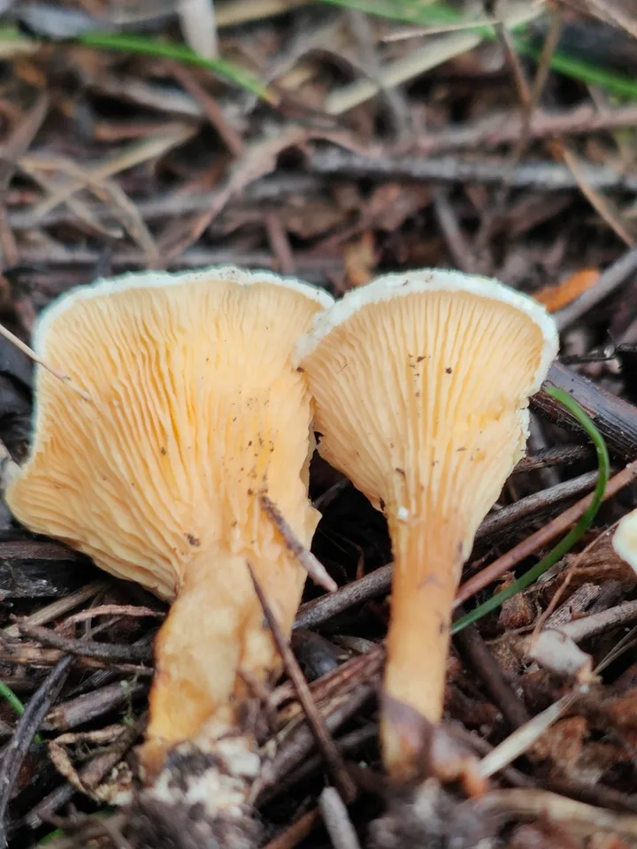 Foto yang diasosiasikan dengan Hygrophoropsis ochraceolutea pada iNaturalist