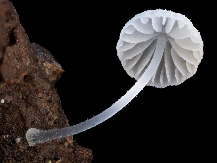 Foto yang diasosiasikan dengan Mycena tenerrima pada iNaturalist