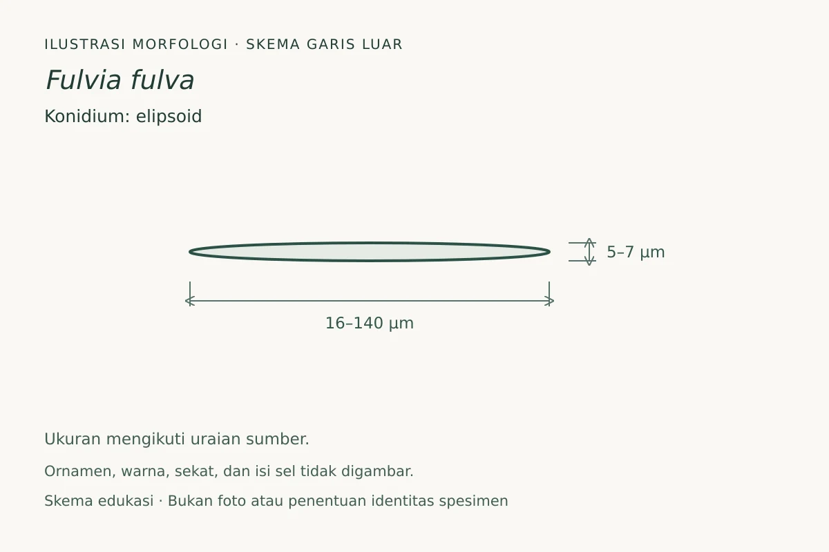 Skema garis luar konidium Fulvia fulva: elipsoid, ukuran 16–140 × 5–7 µm