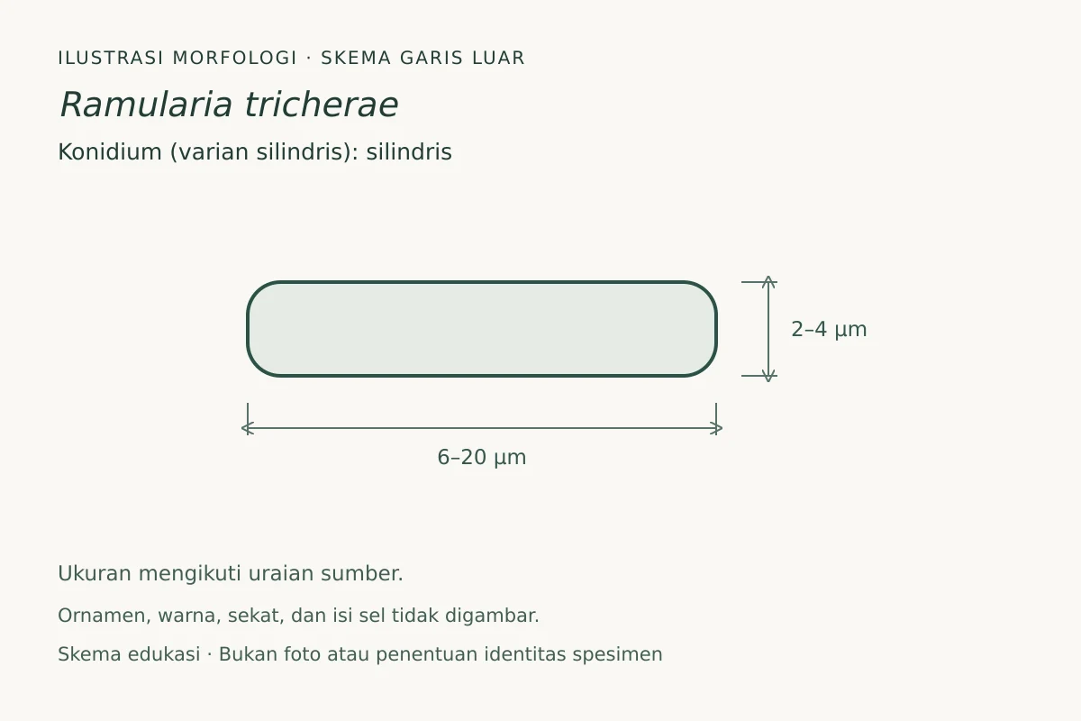 Skema garis luar konidium (varian silindris) Ramularia tricherae: silindris, ukuran 6–20 × 2–4 µm