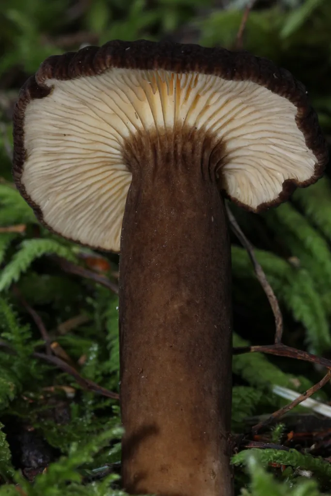 Foto yang diasosiasikan dengan Lactarius fallax pada iNaturalist