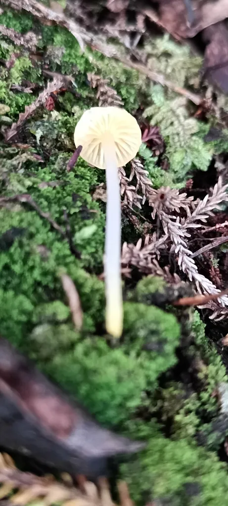Foto yang diasosiasikan dengan Gliophorus pallidus pada iNaturalist