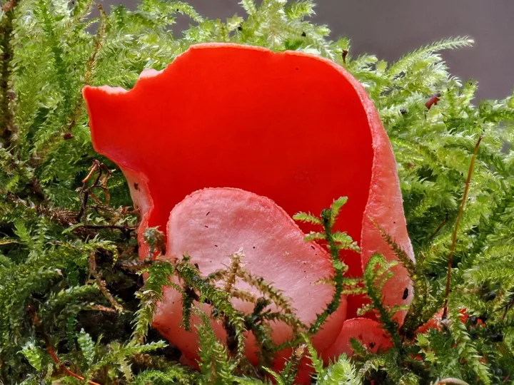Foto yang diasosiasikan dengan Sarcoscypha jurana pada iNaturalist