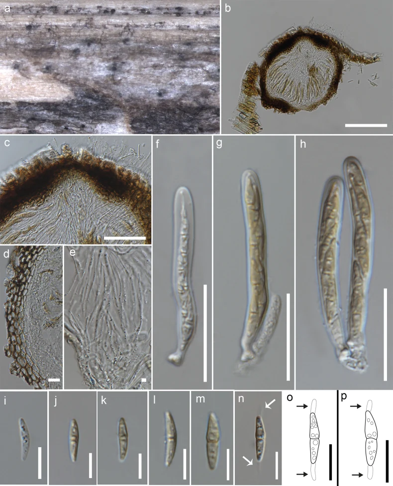 Pelat ilmiah Ampelomyces quisqualis menurut sumber