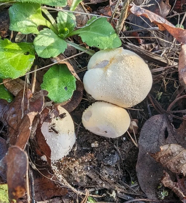 Foto yang diasosiasikan dengan Lycoperdon pratense pada iNaturalist