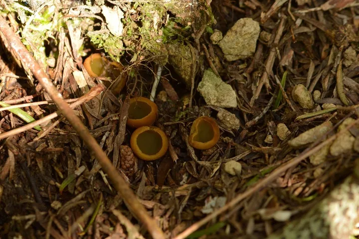 Foto yang diasosiasikan dengan Aleurina magnicellula pada iNaturalist