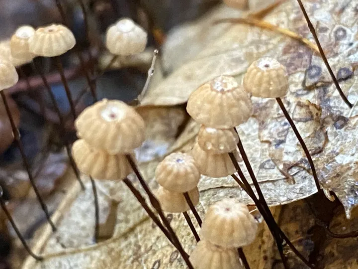 Foto yang diasosiasikan dengan Marasmius bulliardii pada iNaturalist