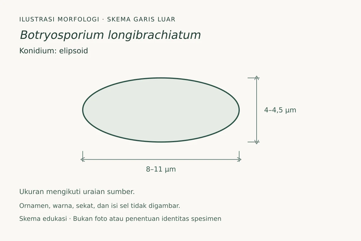 Skema garis luar konidium Botryosporium longibrachiatum: elipsoid, ukuran 8–11 × 4–4,5 µm