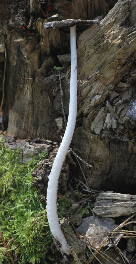 Foto yang diasosiasikan dengan Coprinopsis jonesii pada iNaturalist
