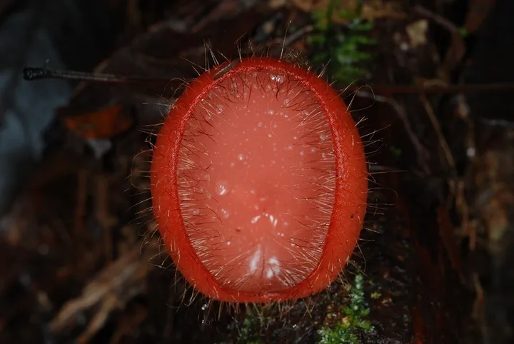 Foto yang diasosiasikan dengan Cookeina tricholoma pada iNaturalist