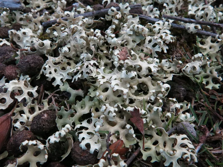 Foto yang diasosiasikan dengan Xanthoparmelia semiviridis pada iNaturalist