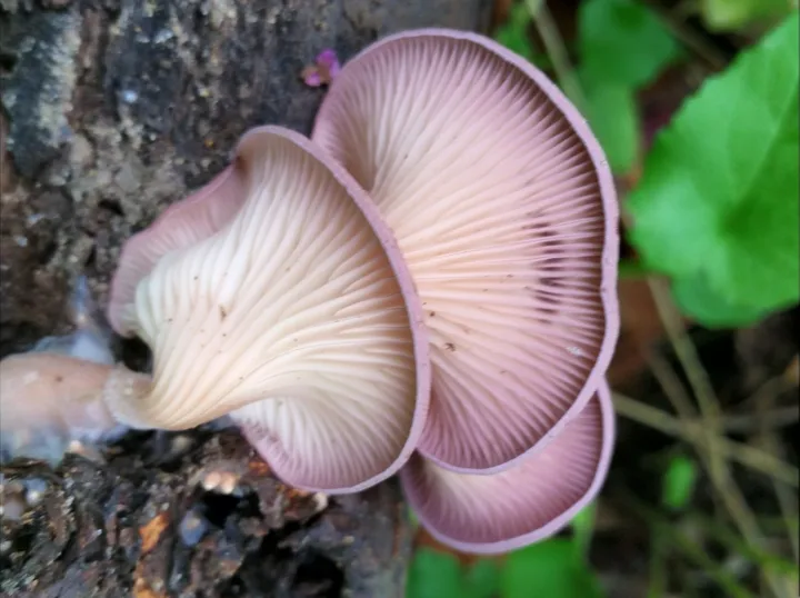 Foto yang diasosiasikan dengan Panus conchatus pada iNaturalist
