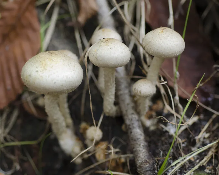 Foto yang diasosiasikan dengan Pholiota gummosa pada iNaturalist