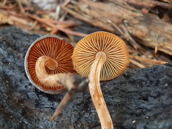Foto yang diasosiasikan dengan Crassisporium funariophilum pada iNaturalist