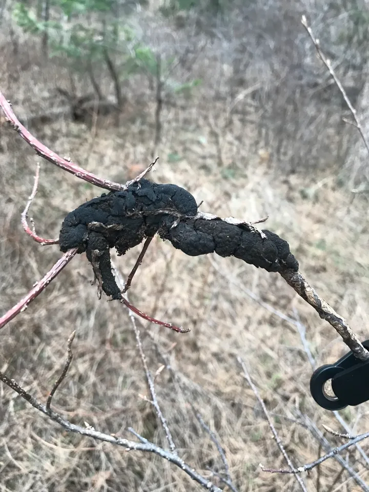 Foto yang diasosiasikan dengan Apiosporina morbosa pada iNaturalist