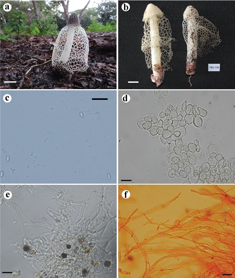Pelat ilmiah Phallus indusiatus menurut sumber