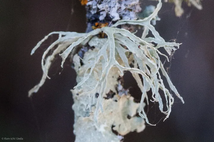 Foto yang diasosiasikan dengan Ramalina farinacea pada iNaturalist