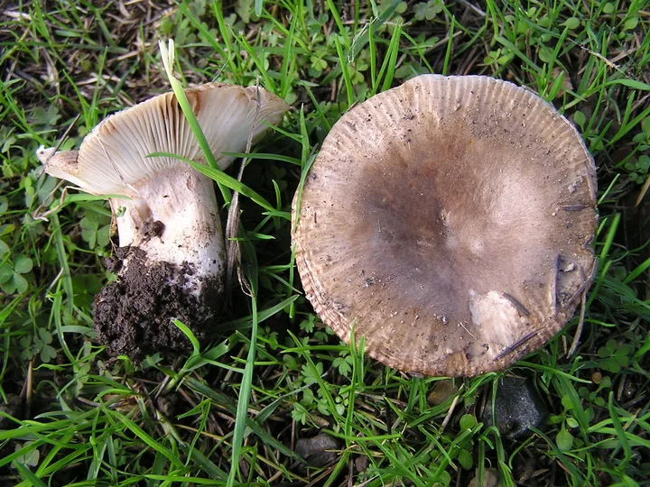 Foto yang diasosiasikan dengan Russula amoenolens pada iNaturalist