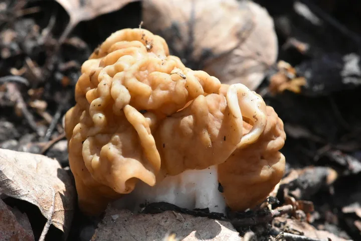 Foto yang diasosiasikan dengan Discina gigas pada iNaturalist