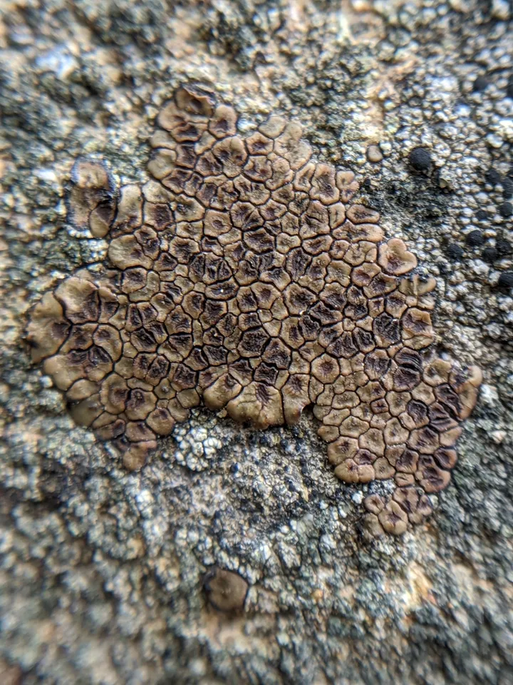 Foto yang diasosiasikan dengan Acarospora fuscata pada iNaturalist