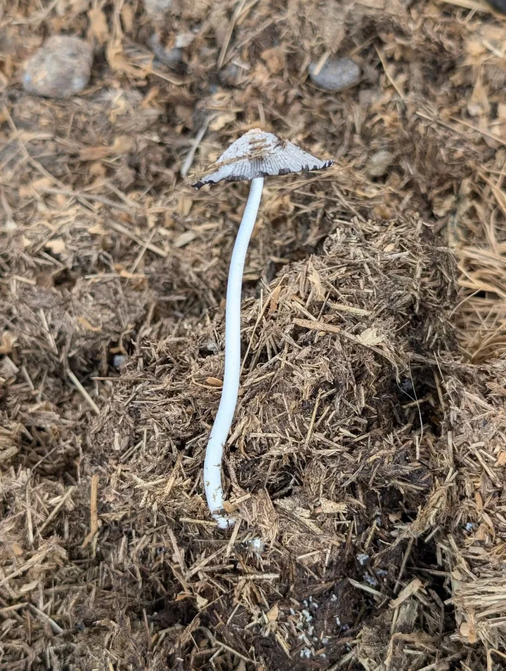 Foto yang diasosiasikan dengan Coprinopsis cinerea pada iNaturalist