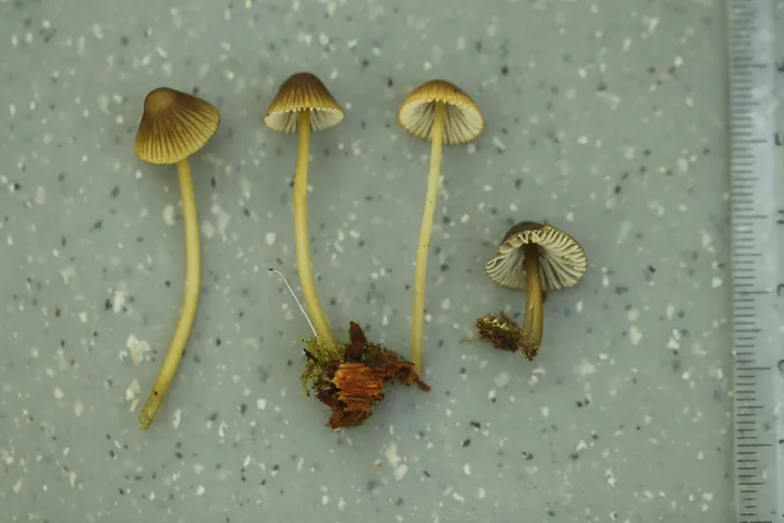 Foto yang diasosiasikan dengan Mycena viridimarginata pada iNaturalist