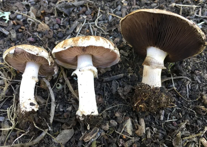 Foto yang diasosiasikan dengan Agaricus bisporus pada iNaturalist