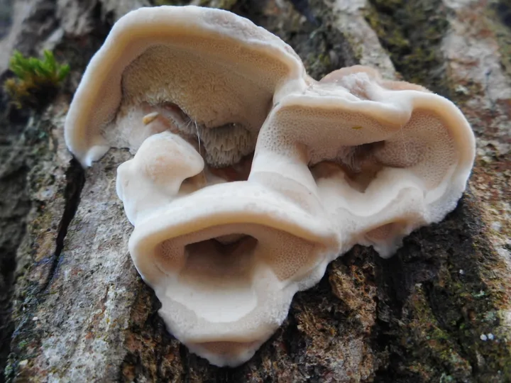 Foto yang diasosiasikan dengan Bjerkandera fumosa pada iNaturalist