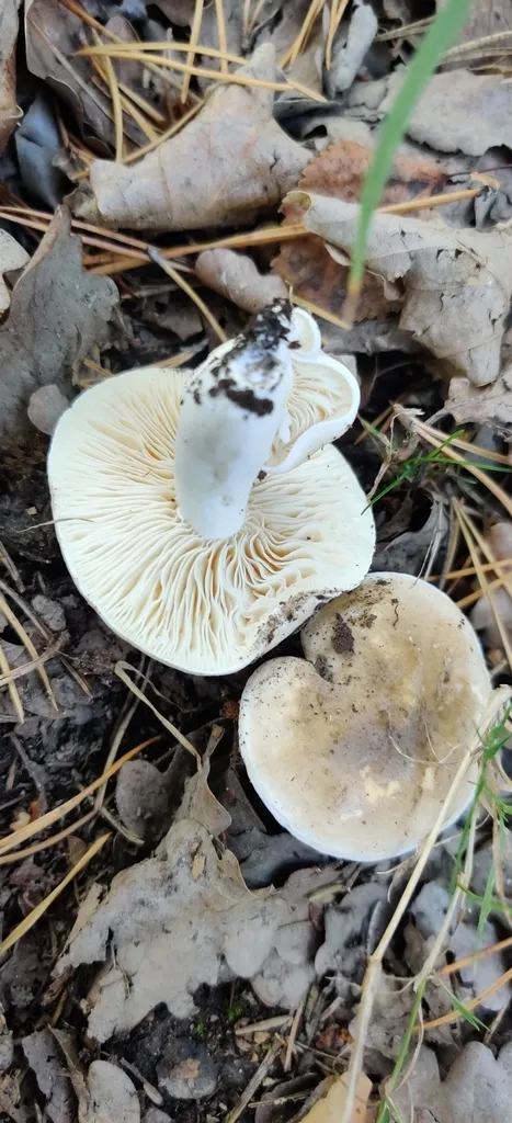 Foto yang diasosiasikan dengan Lactarius azonites pada iNaturalist