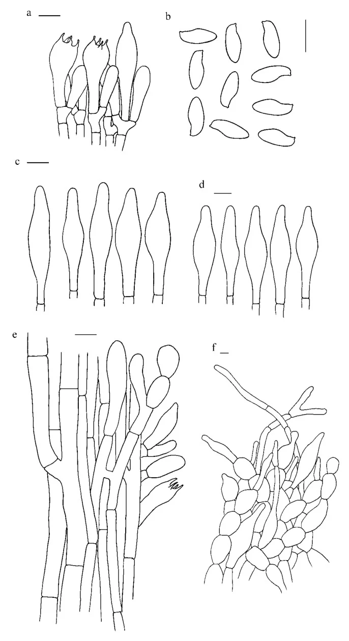 Pelat ilmiah Hemileccinum albidum menurut sumber