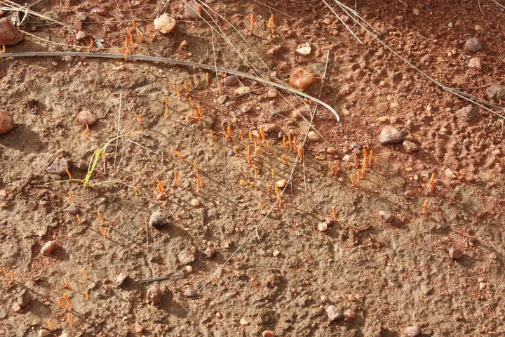 Foto yang diasosiasikan dengan Sulzbacheromyces miomboensis pada iNaturalist