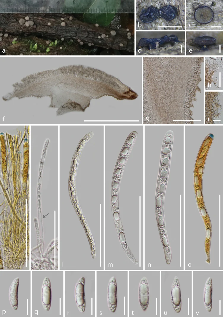 Pelat ilmiah Tatraea yuxiensis menurut sumber
