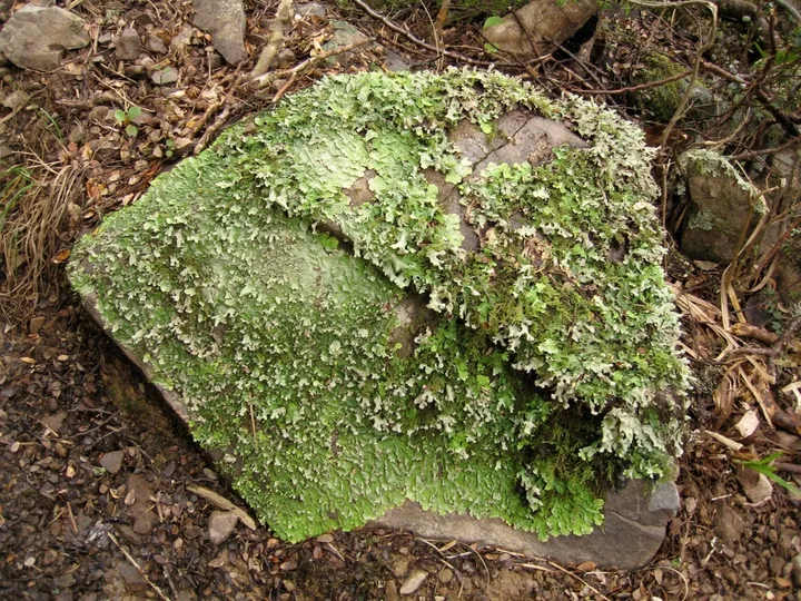 Foto yang diasosiasikan dengan Nephroma australe pada iNaturalist