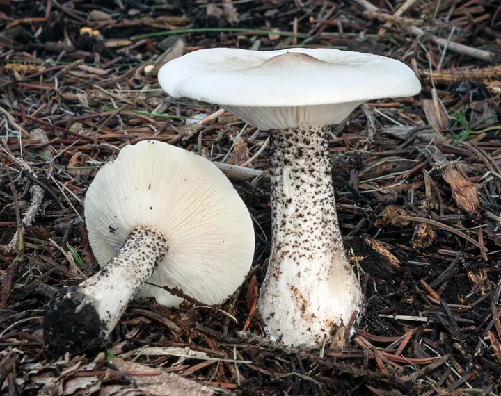 Foto yang diasosiasikan dengan Melanoleuca verrucipes pada iNaturalist
