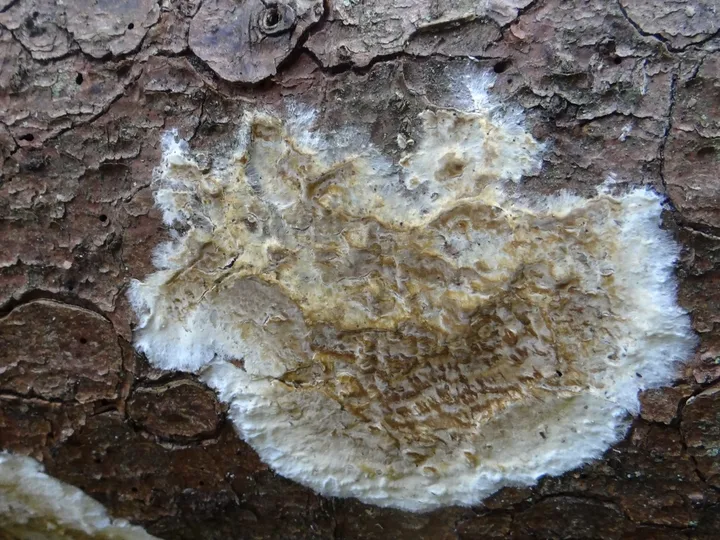 Foto yang diasosiasikan dengan Coniophora puteana pada iNaturalist