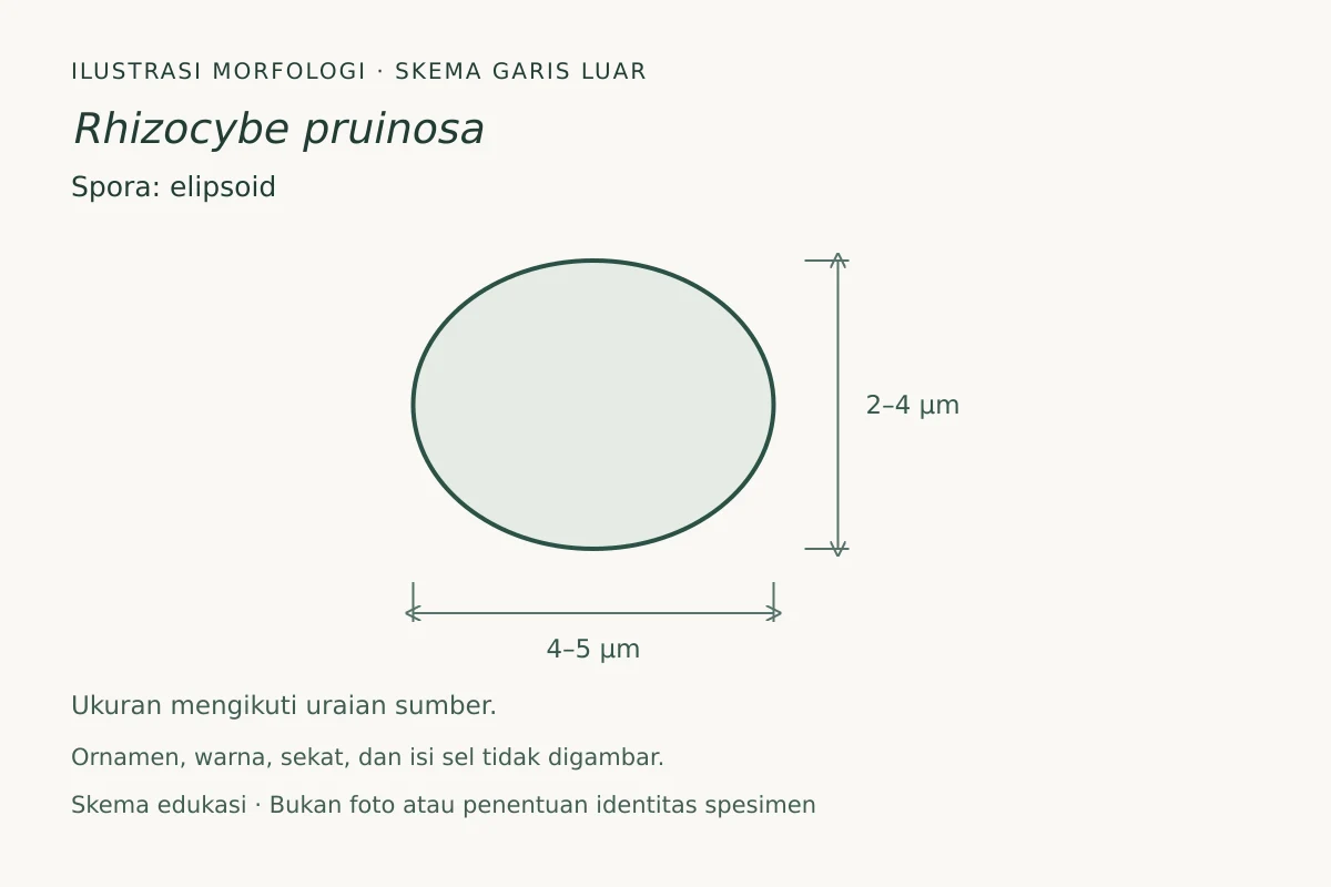 Skema garis luar spora Rhizocybe pruinosa: elipsoid, ukuran 4–5 × 2–4 µm