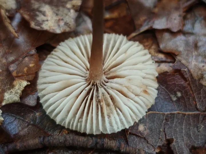 Foto yang diasosiasikan dengan Mycena zephirus pada iNaturalist
