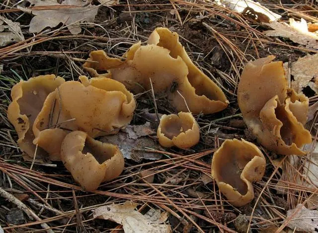 Foto yang diasosiasikan dengan Peziza arvernensis pada iNaturalist